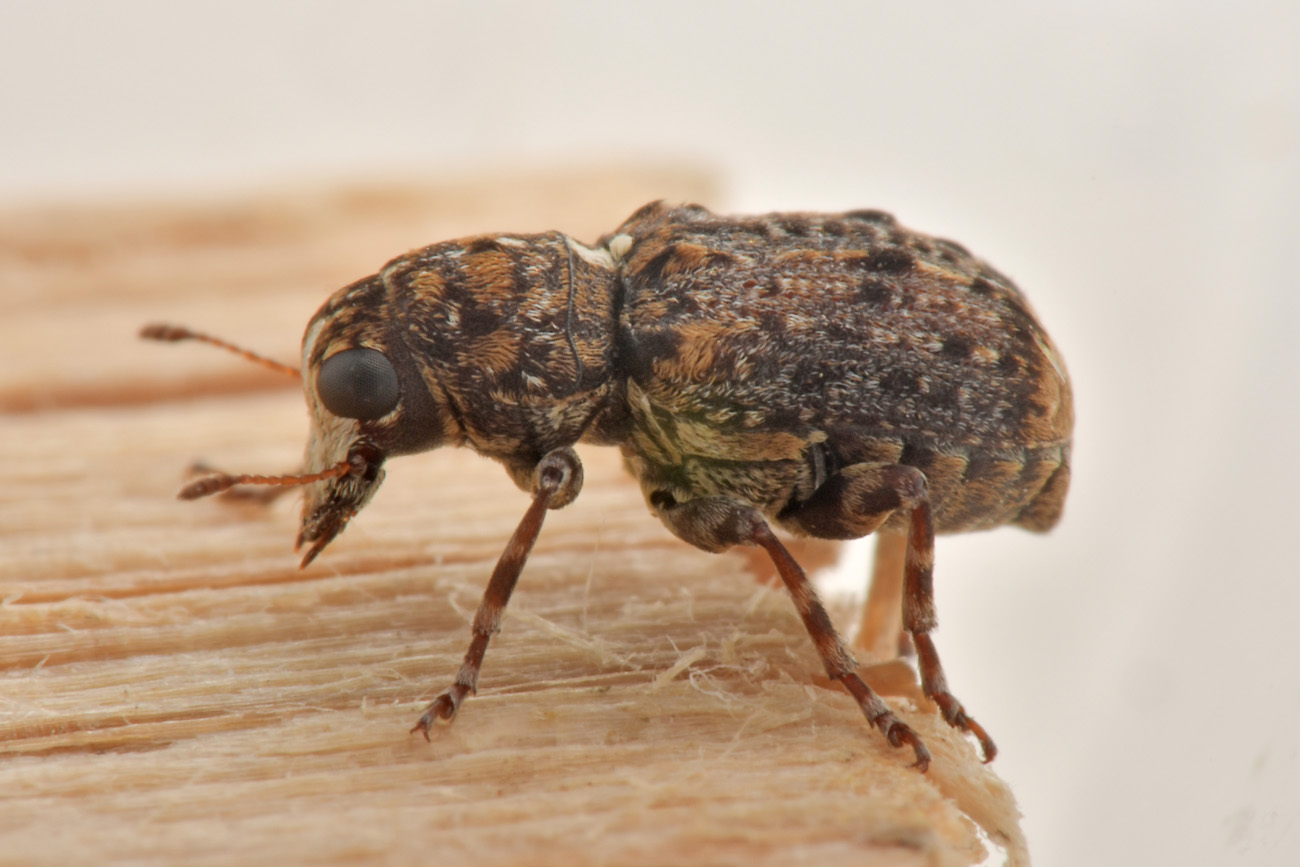 Anthribidae: Dissoleucas niveirostris?  S !